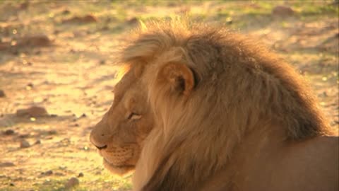 Lion in Kenya,Short clip