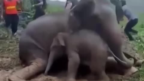 Amazing Elephant Rescue