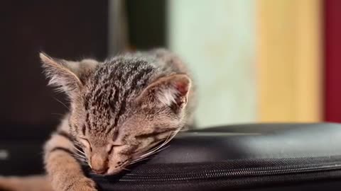 Cute cat feels sleepy