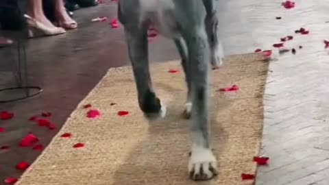When you are greeted like a star | funny cute dogs