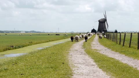 Dutch wind mill and sheep in distance