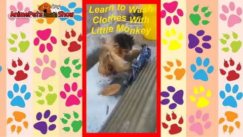 Learn to Wash Clothes With Little Monkey