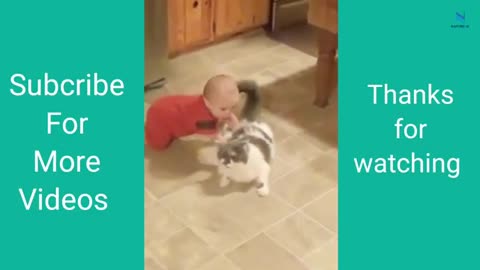 >>>Top Funny Cat Videos Try not to Laugh