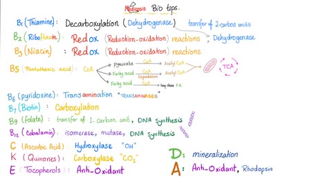 Vitamin A (Retinoids)