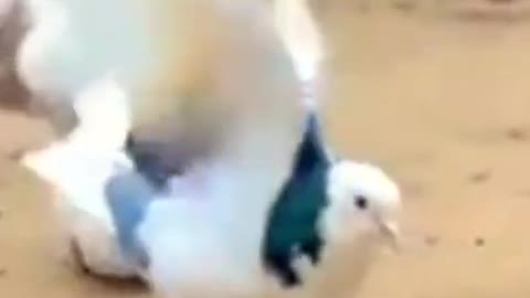 Dama Dam Mast Calander Funny Pigeon #shorts