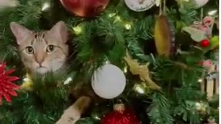 The main Christmas tree toy ! Funny videos cats#shorts