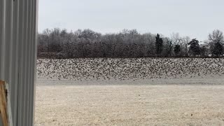 Starlings in the field