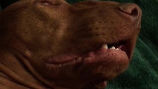 Owner Teases Sleeping Dog Who Won't Wake Up