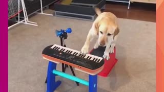 TALENTED POOCH PLAYS MUSICAL INSTRUMENT