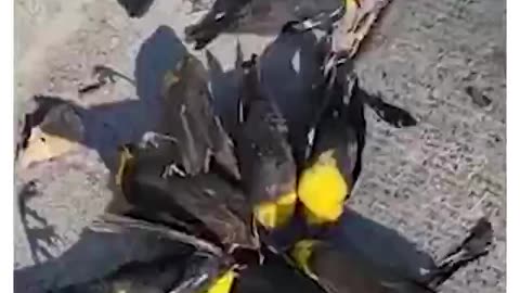 In Mexico, a large part of a flock of birds suddenly died while in flight, for no apparent reason