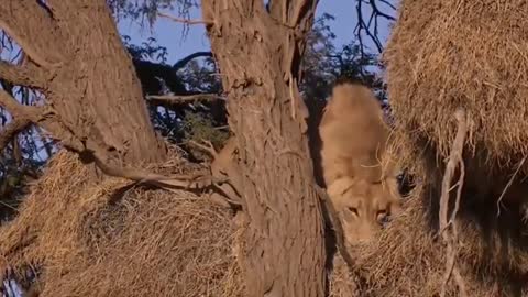 Wild Animals Fighting Lion versus Leopard lion