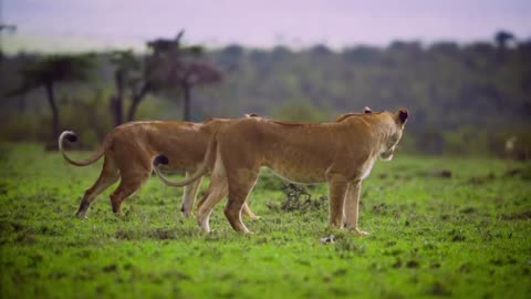 Pair of Lionesses Walking Away