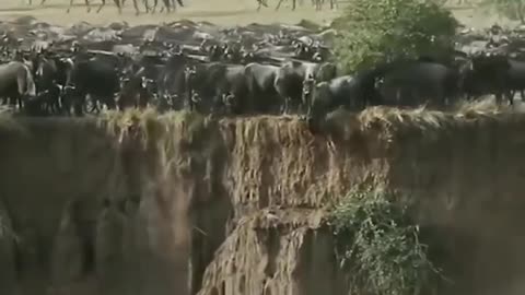 Wildebeest migration