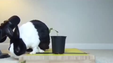 Bunny Bloopers: Hilarious Bunny Funny Falls Compilation!