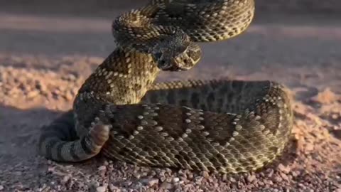 The rattlesnake's rattle is very interesting ~When used as a threat display element the rattle at the end of a rattlesnake's tail can shake 50 to 100 times per second