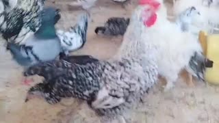 Chicken and birds11amazing