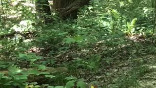 Couple's Path Blocked by Massive Rattlesnake in Indiana Park