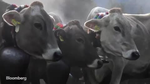 Bill Gates: We Need To CHANGE COWS