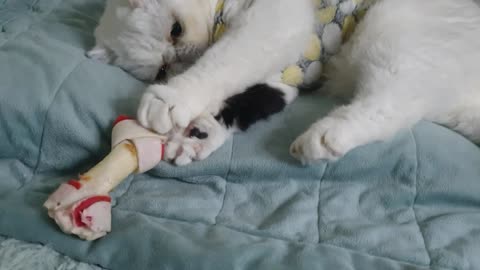 a cat playing with dog gum