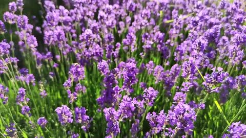 Lavender Flower Lavender Field