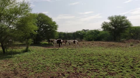 Horse walking freely in a Vast Land