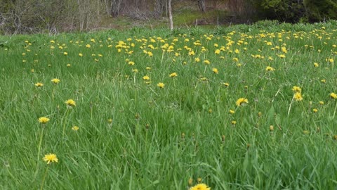 Field of Dandelions