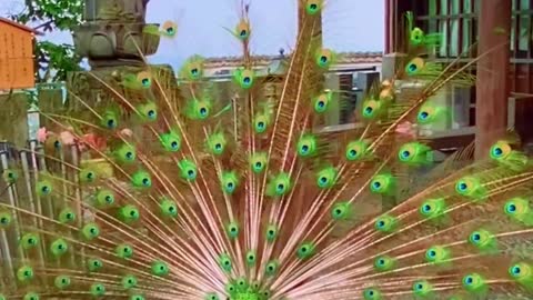 The peacock opens the screen and is lucky