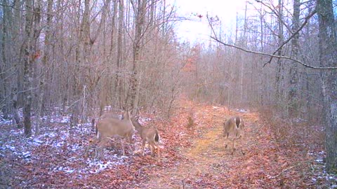 Does and yearlings in winter woods