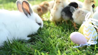 Adorable chicks with bunny in the farm