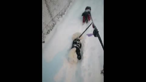 Pair of dogs enjoying snow for the first time