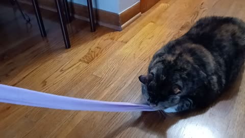 A Cat's Dance with a Ribbon