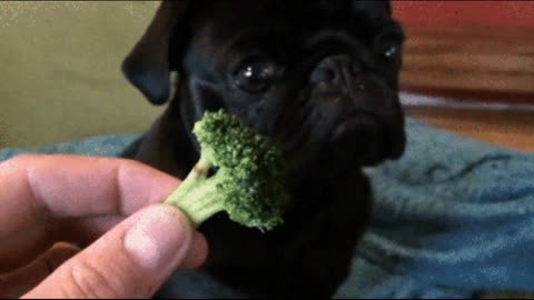 Gif video of dog that doesn't like broccoli