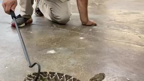 Venomous Snakes 101 😱