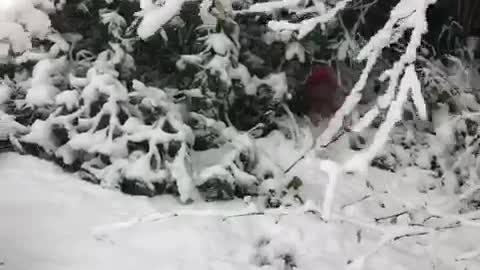 Weiner dog in sweater runs through snow