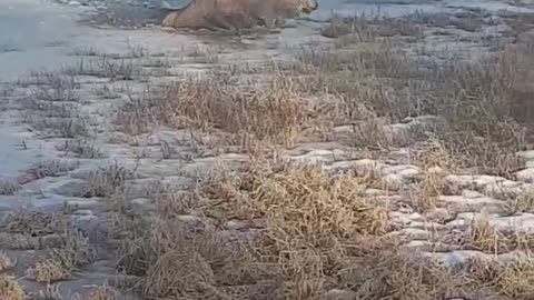 Moose Saves Herself in a Thin Ice Struggle