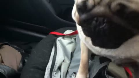 Dog loses it after finding out he's at pet store
