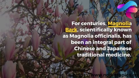 Unlocking the Power of Magnolia Bark: A Natural Nootropic