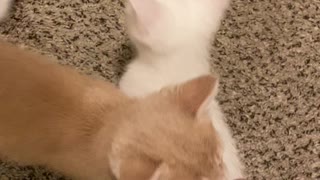 Adorable Foster Kittens Paw for Entry