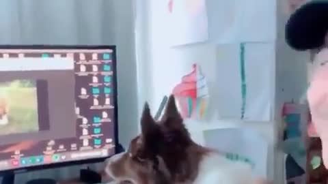 Dog recognizes old video of deceased best friend