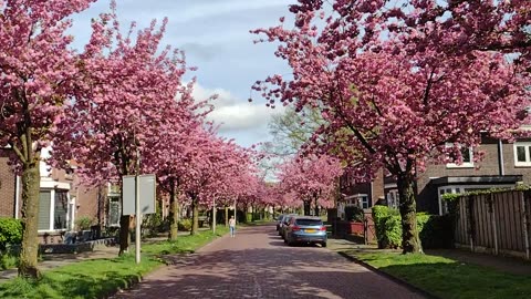 Spring Blossum