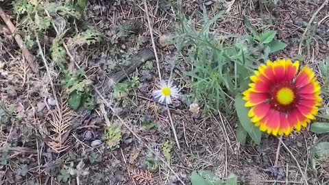 three little red flowers