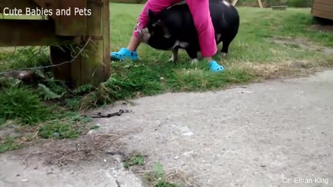 Funny Different Animals Chasing and Scaring People#2024