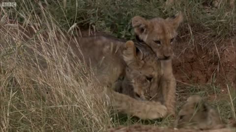 Lion Cubs Fight To Feed | This Wild Life | BBC Earth