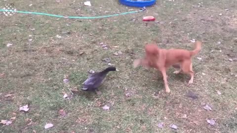 dog vs duck battle of the day