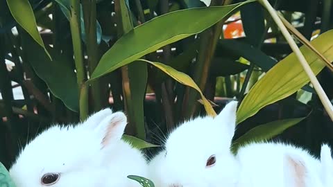 rabit resting on a plant with a pot