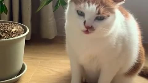 A Cute Cat Eats A Plant