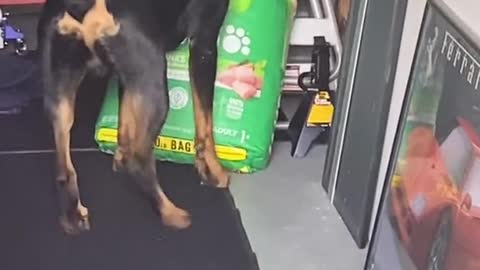 Dog Has Hilarious Reaction When Owner Busts Him