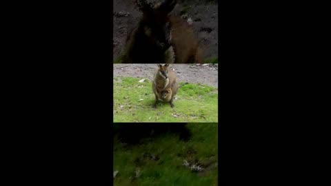 Baby Kangaroo in Pouch || Baby Kangaroo in Pouch