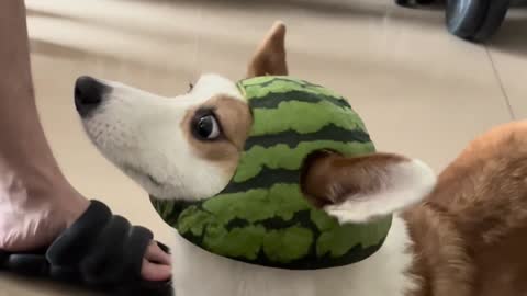 It's super funny to put a watermelon headgear on your dog.