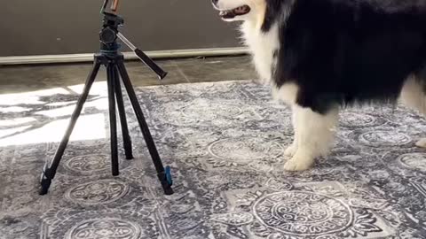 My dog filmed his first rumble video